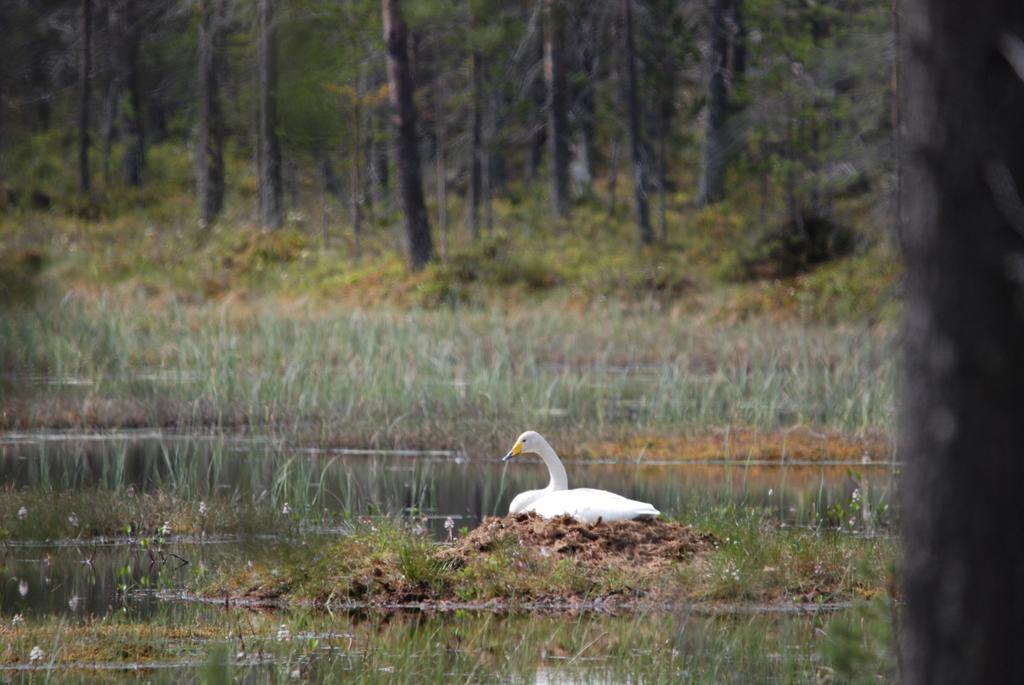 Yllaeksen Yoepuu Villa Äkäslompolo Buitenkant foto